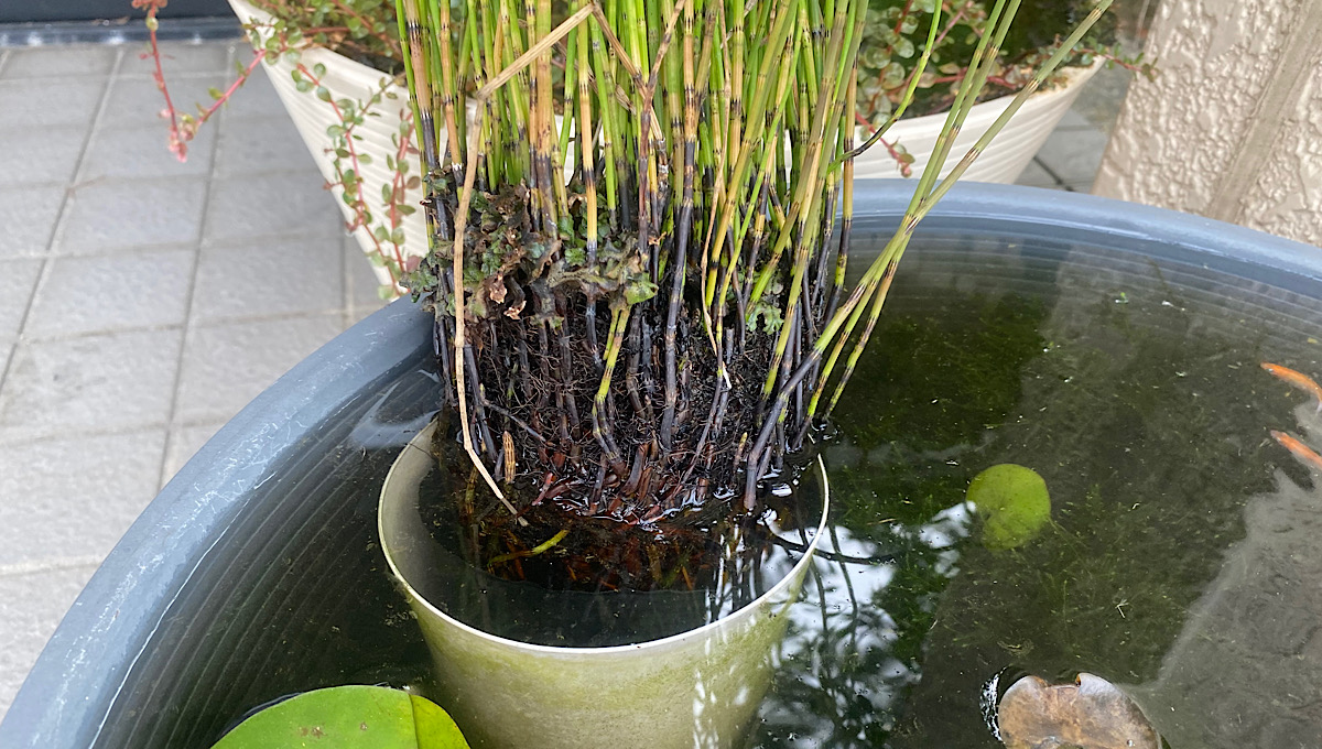 トクサの植え替え – トクサの増やし方 – IKPUUB