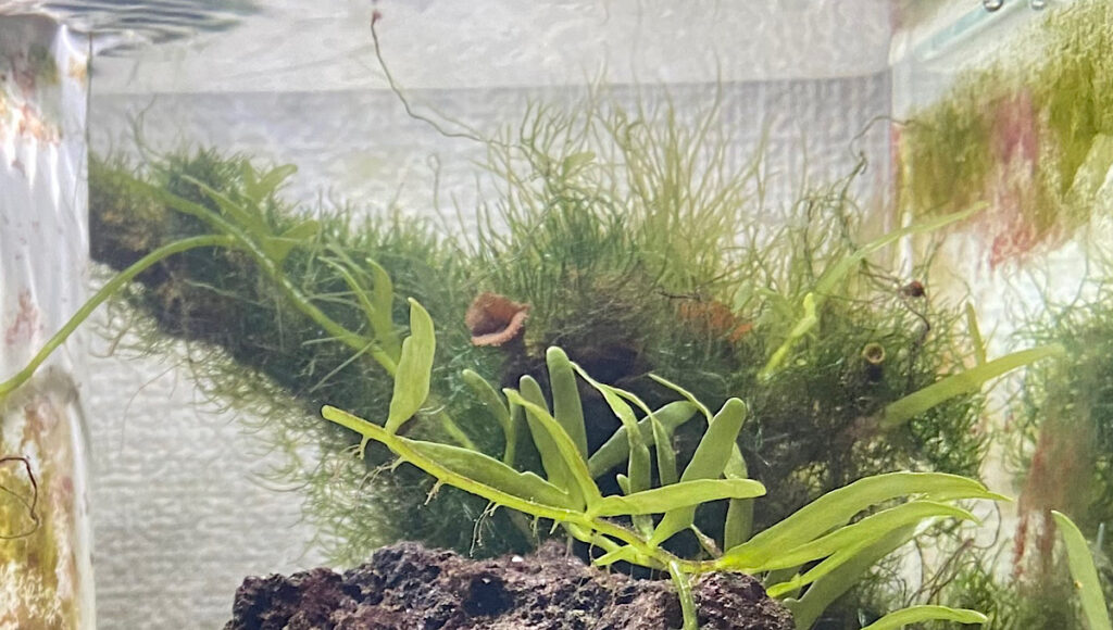 冬越し中のミニ海水ビオトープにおける室内灯による海藻の生長について